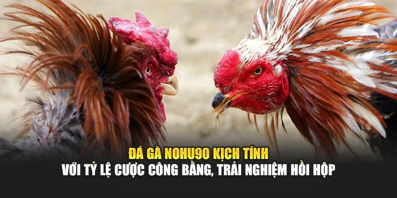 Đá gà Nohu90 kịch tính với tỷ lệ cược công bằng, trải nghiệm hồi hộp