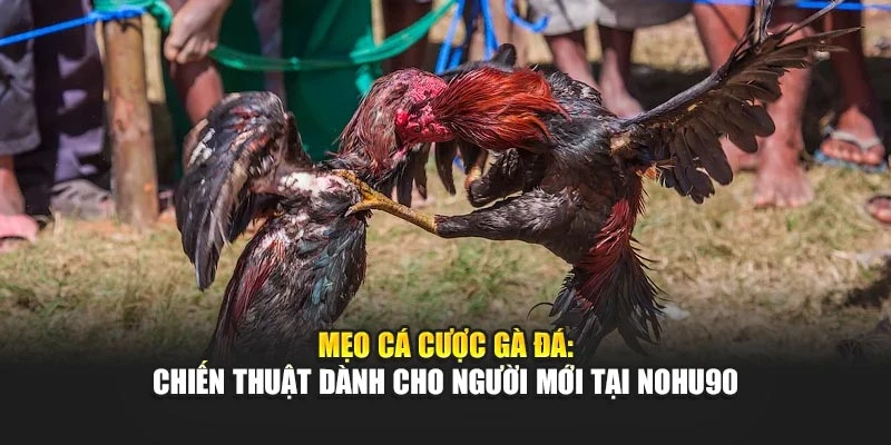 Mẹo Cá Cược Gà Đá - Chiến Thuật Dành Cho Người Mới Tại Nohu90